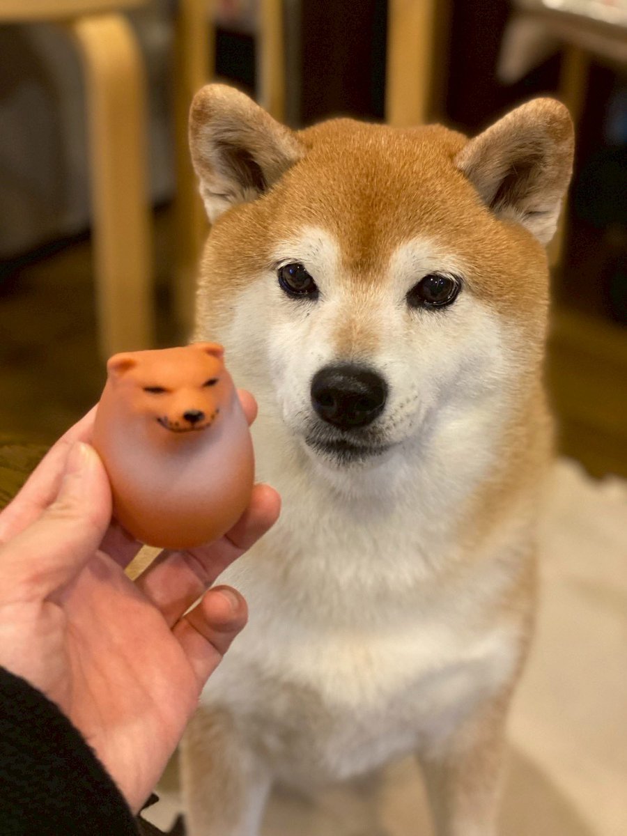 柴猫様 柴犬🌼瑚子 (@shibacoco0613) / Posts / X