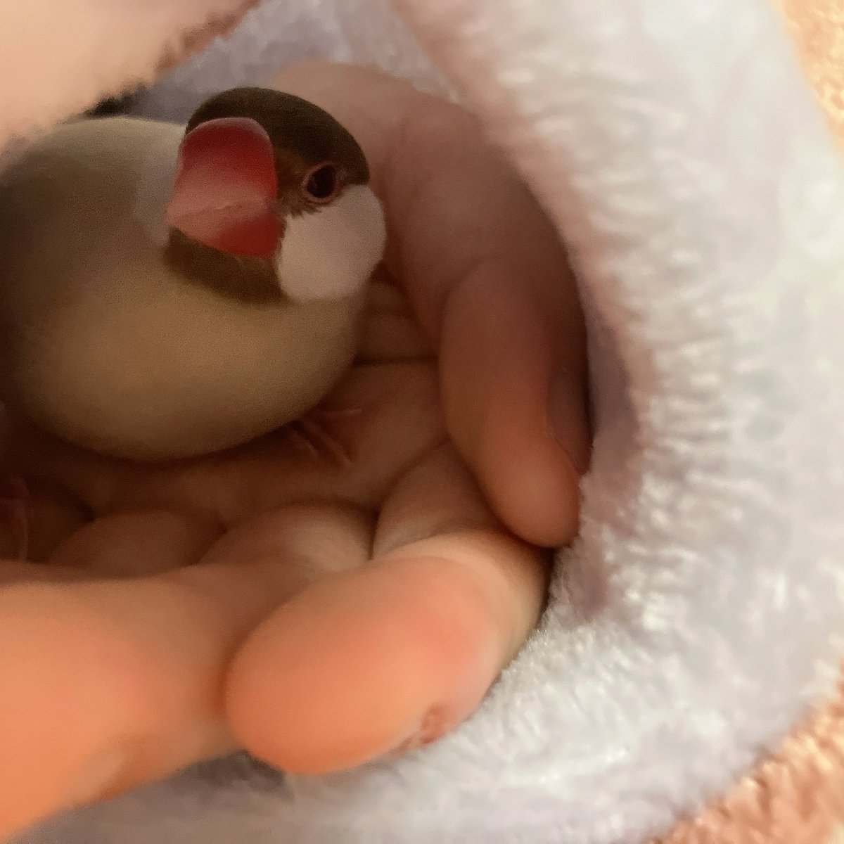 こむぎ🕊️ (@komugi_chan55) / Posts / X