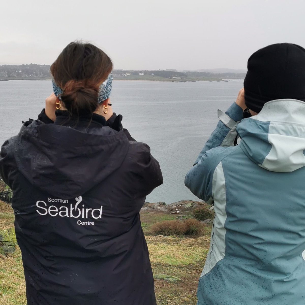 The grey seal pupping season is underway, so we visited Craigleith island yesterday to carry out our annual seal pup count🦭
