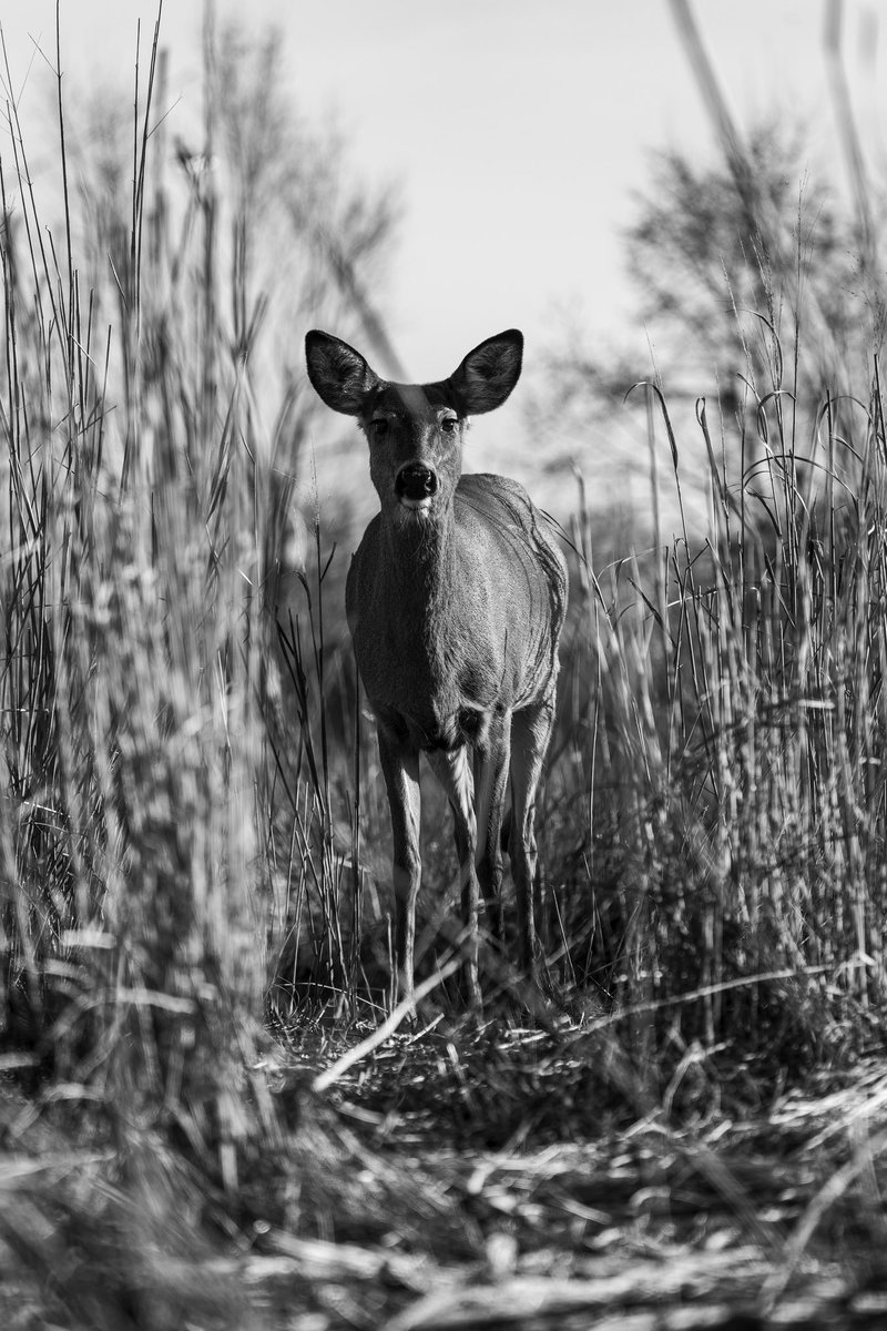 Korey_Smerk's tweet image. A little slice of Midwest Nice. Fall edition. 🍁🍂 

#cleveland 
#sonyalpha
#alphacollective