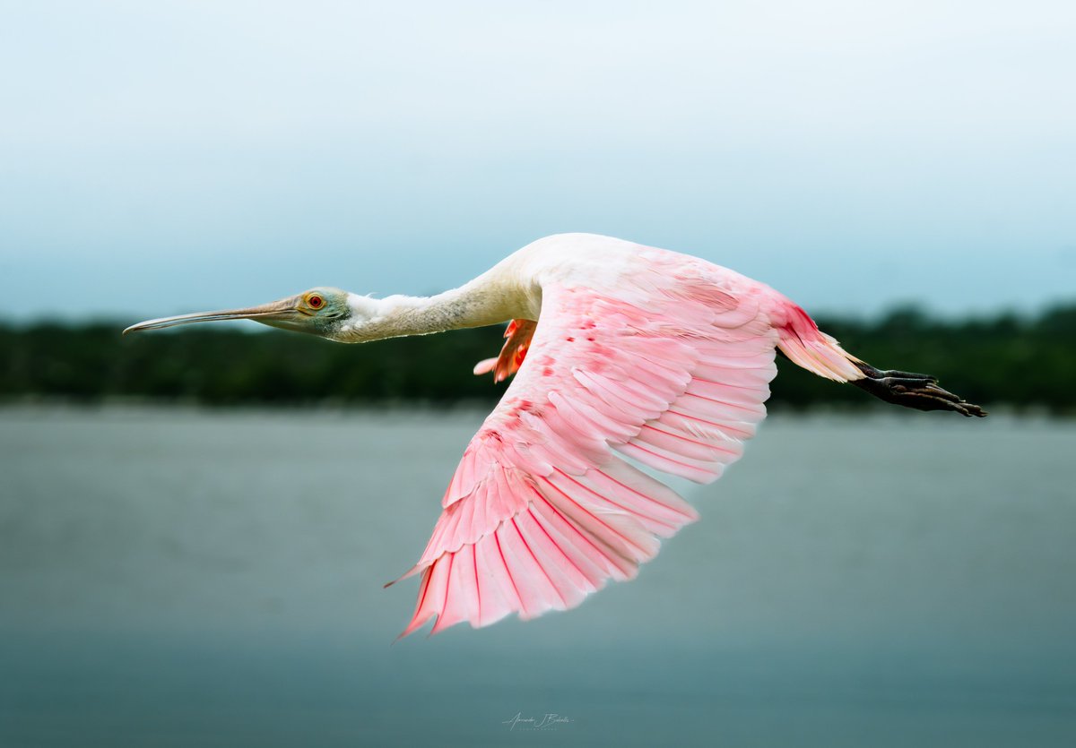 So close to getting that epic spoonbill shot I've been hunting for. My perfectionist side almost trashed this due to technical flaws, but a roseate spoonbill soaring over Everglades waters deserves to be shared. Sometimes imperfect captures tell perfect stories.