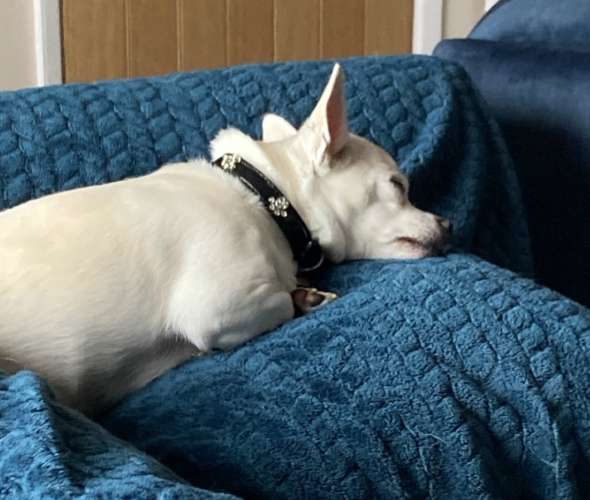 Billy Bear and Chums tweet media