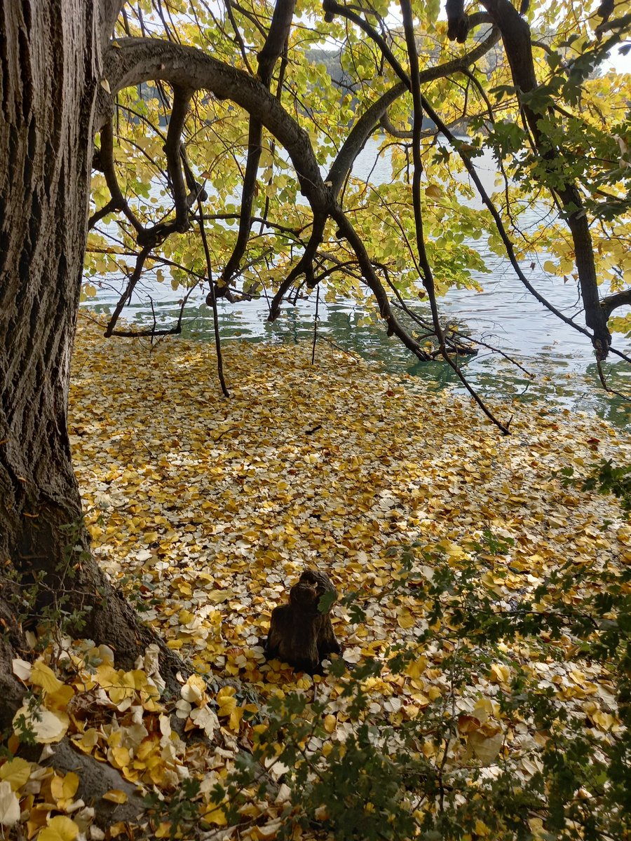 migwidk's tweet photo. Leafing you with these colours of nature #autumncolours #fall #fallcolours https://t.co/DjZz8tGlqt