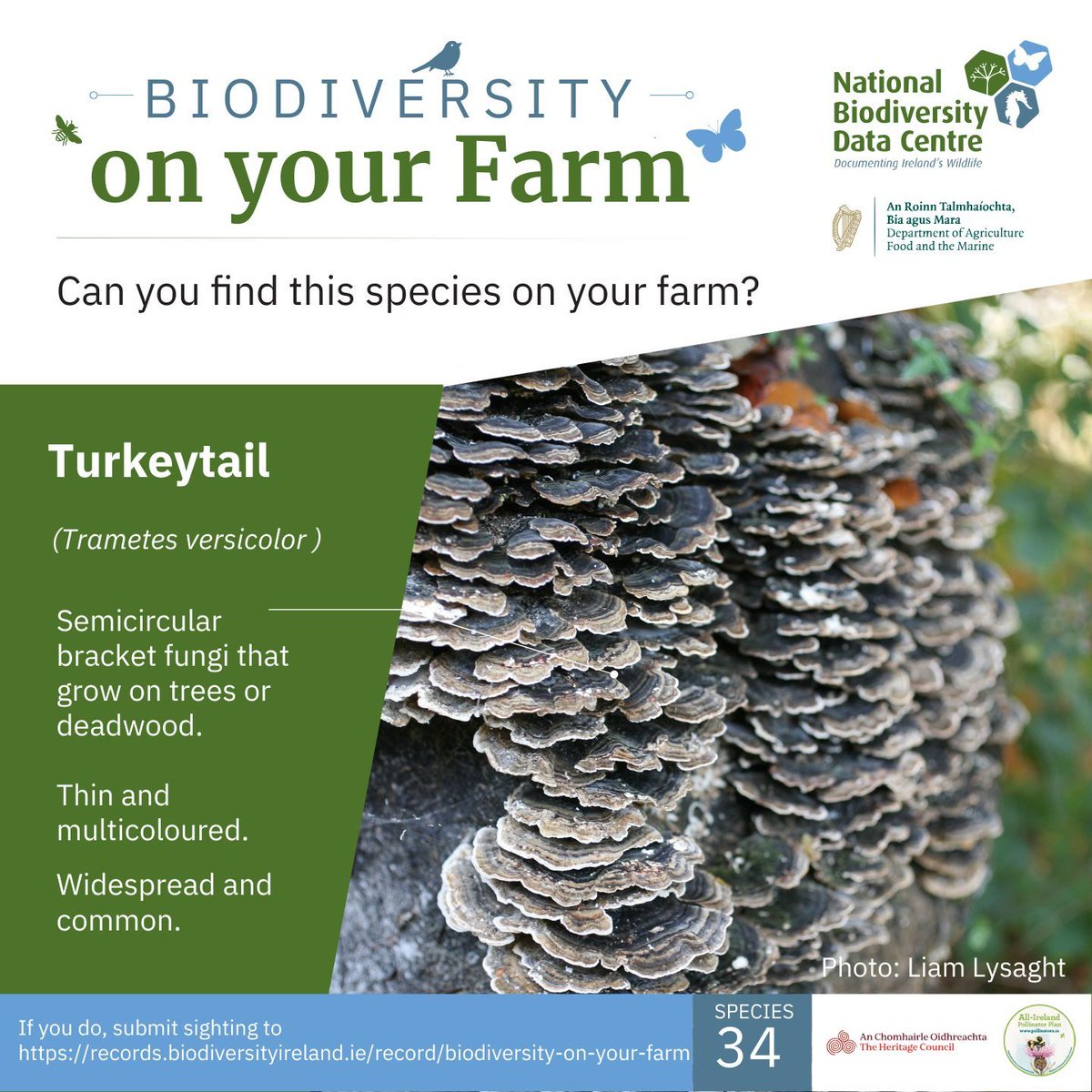Biodiversity Ireland tweet media