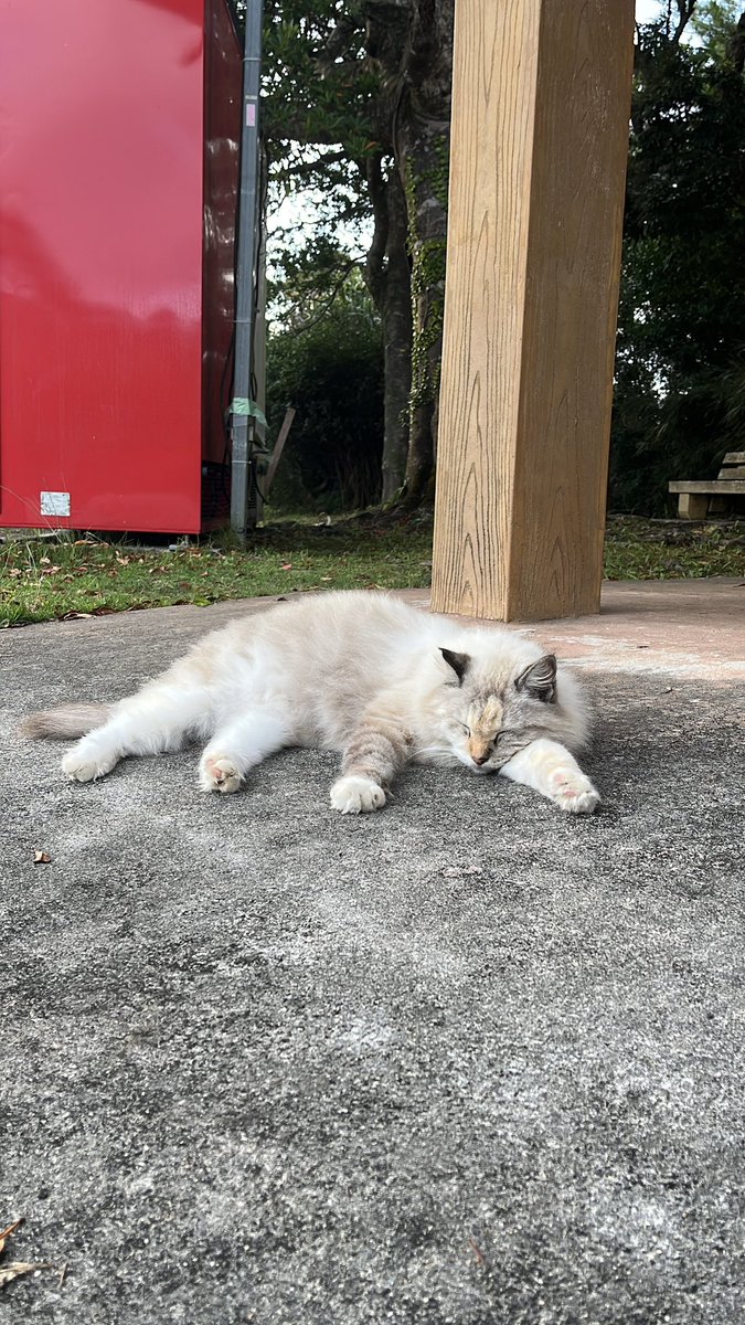 ねこ とけし on X