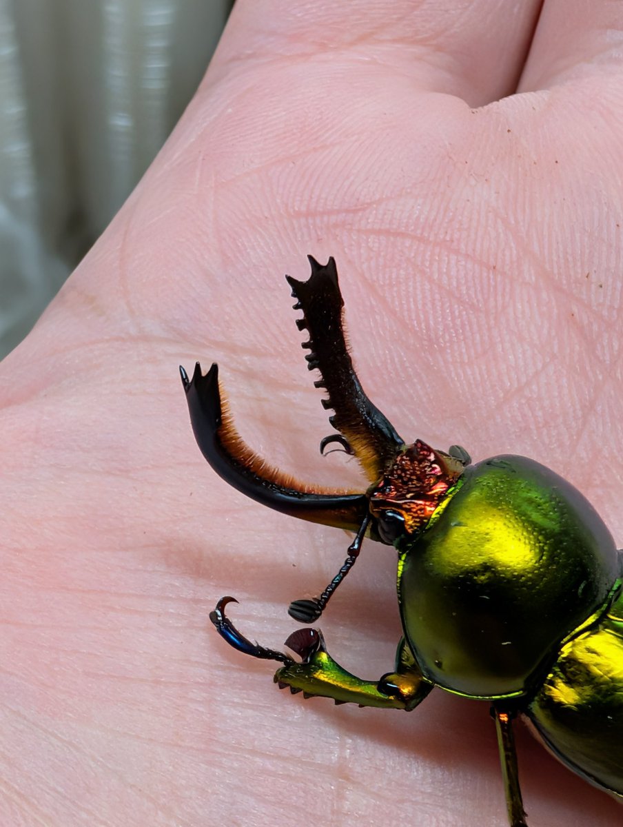 カブクワオタク 世界最高峰アルティメットミカカブクワ