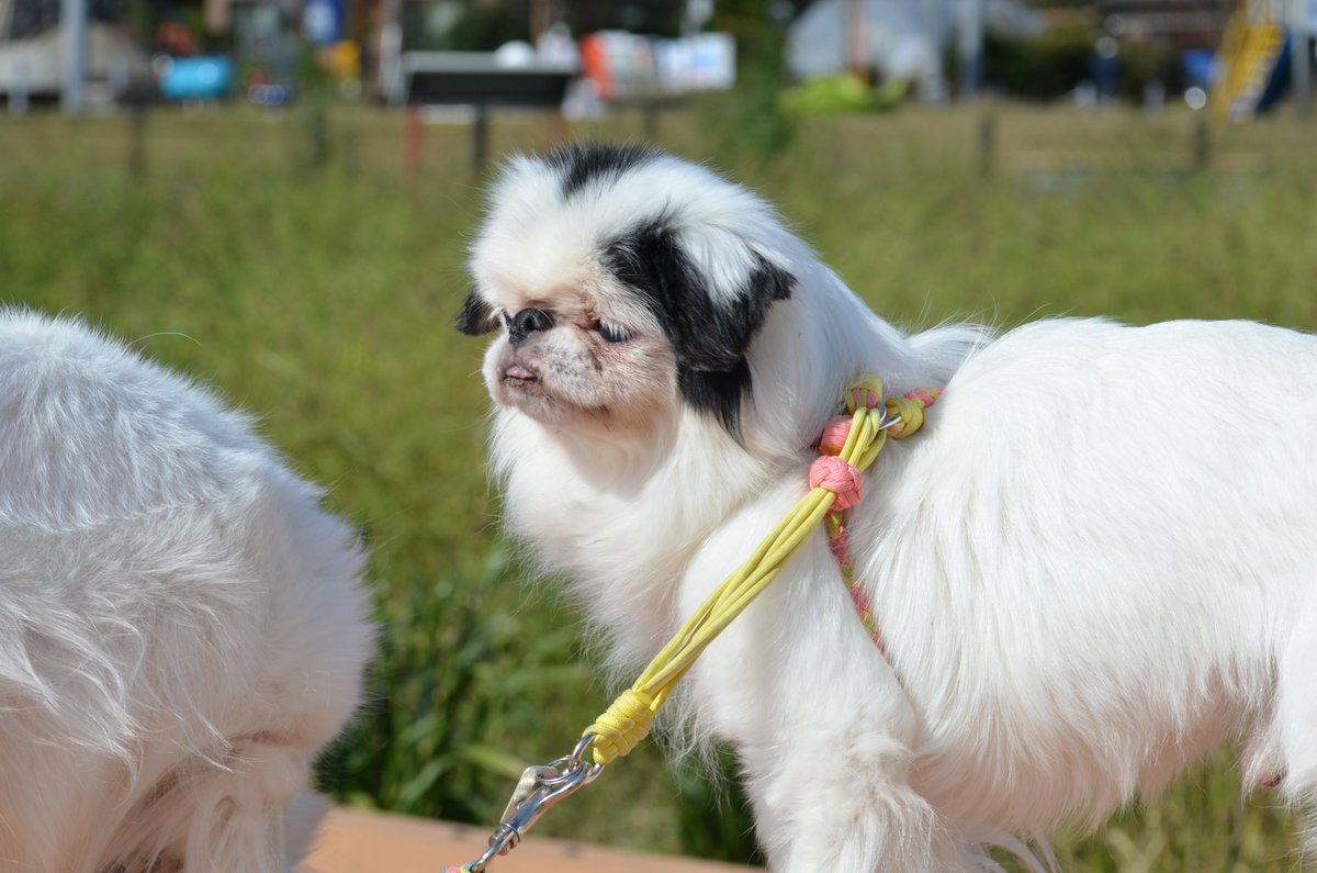 オリジナルペイント　ドッグ&ドッグ 恋ちーパパ on X