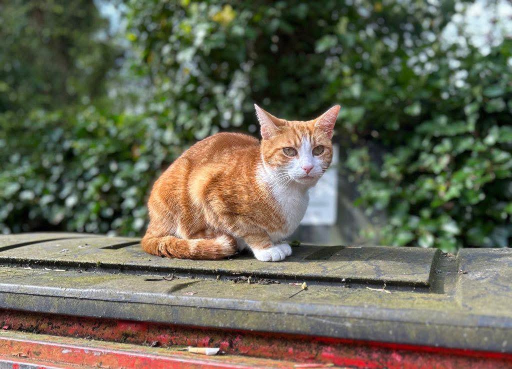 George The Stourbridge Junction Station Cat tweet media