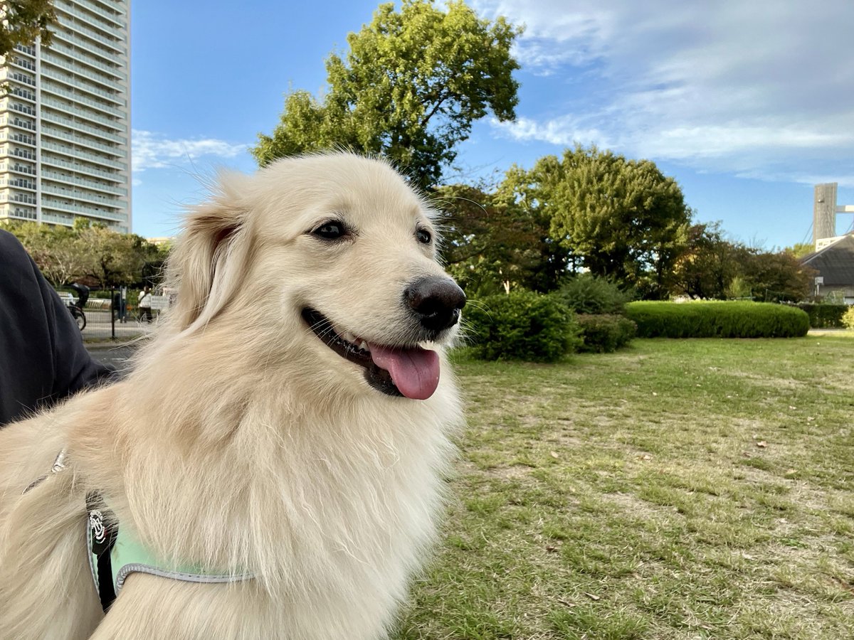 とろろ犬　エメラルド ポメックスのとろろくん (@tororo.0507) • Instagram photos and videos