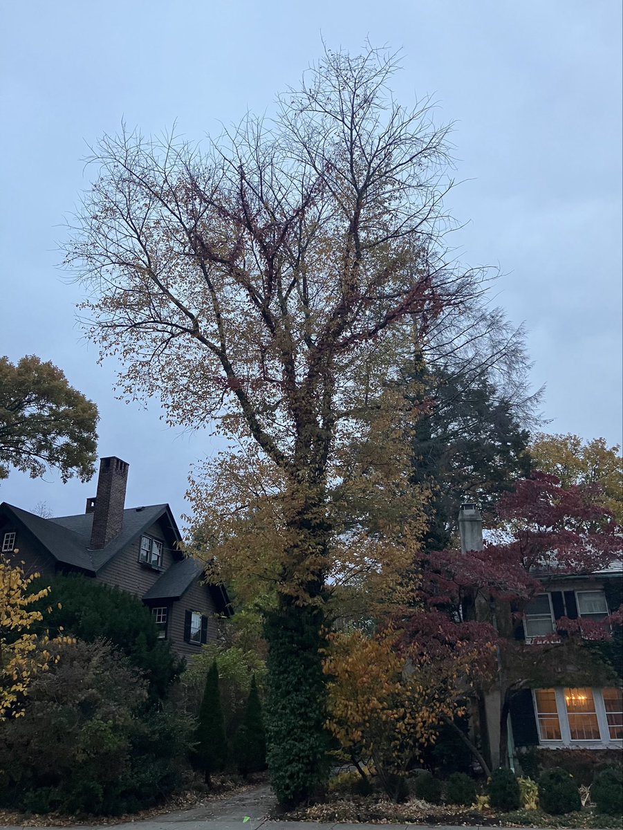 as  the  leaves  fall  away,  the  extent to  which  the  vines  have  entangled  the  tree,  from  trunk  to  topmost  branches,  becomes  apparent