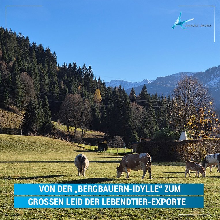 AnimalsAngelsEV's tweet image. Dialog ist zentral für unsere Arbeit: In #Österreichs Bergregionen sprechen wir mit Landwirt:innen über #Tiertransporte &amp;amp; #Exporte in Nicht-EU-Staaten. Ziel: Bewusstsein schaffen, Hintergründe zeigen &amp;amp; nachhaltige Lösungen für die Tiere fördern. #Tierschutz #Tiertransporte