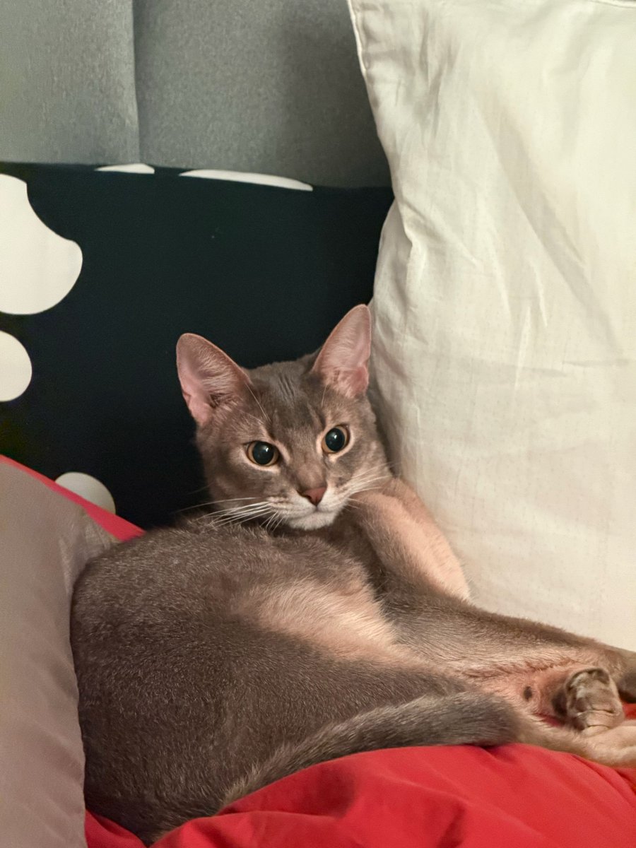 kun_bbl's tweet image. 251106 #KUN 💬

&quot;cookie is spacing out on my bed&quot;