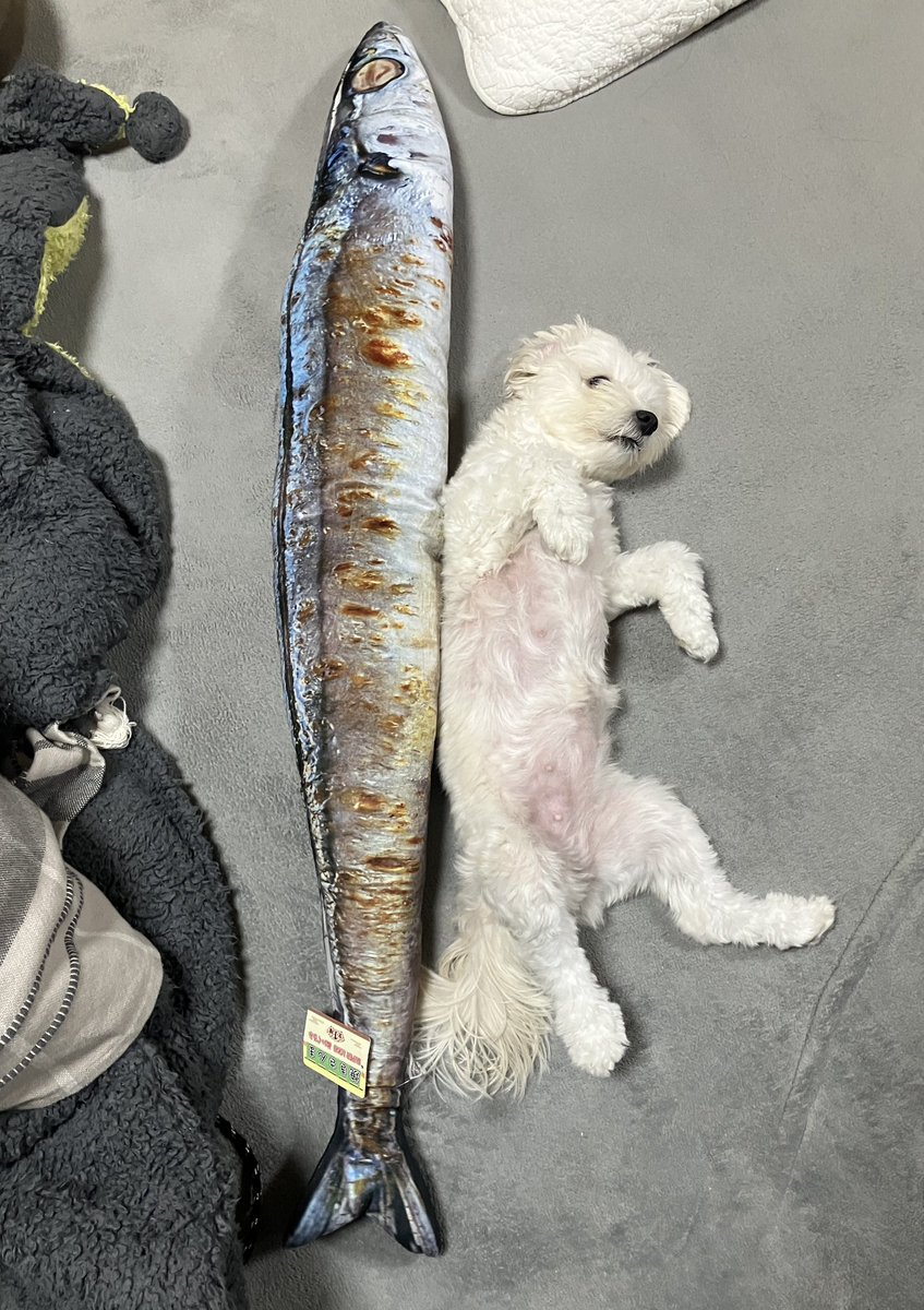 ヤっさん (@yasuyuking0827) / Posts / X