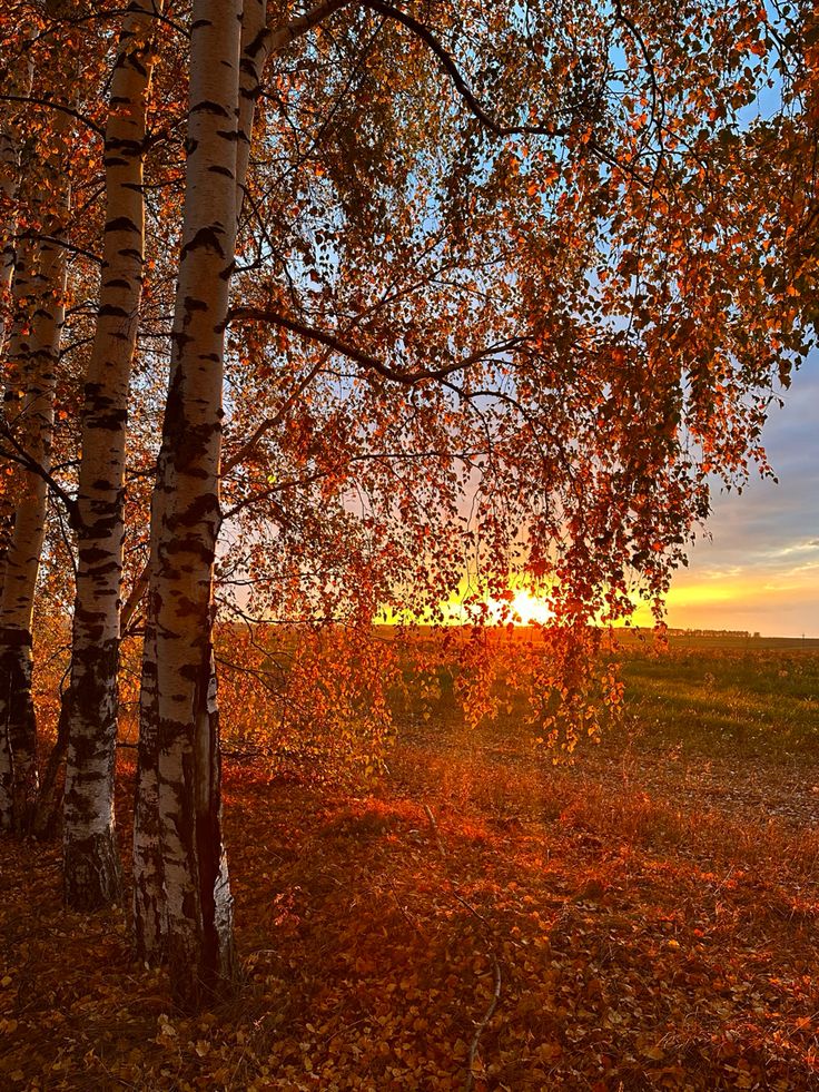 talya9646171863's tweet photo. The beauty of autumn https://t.co/jWRpktrxX0
