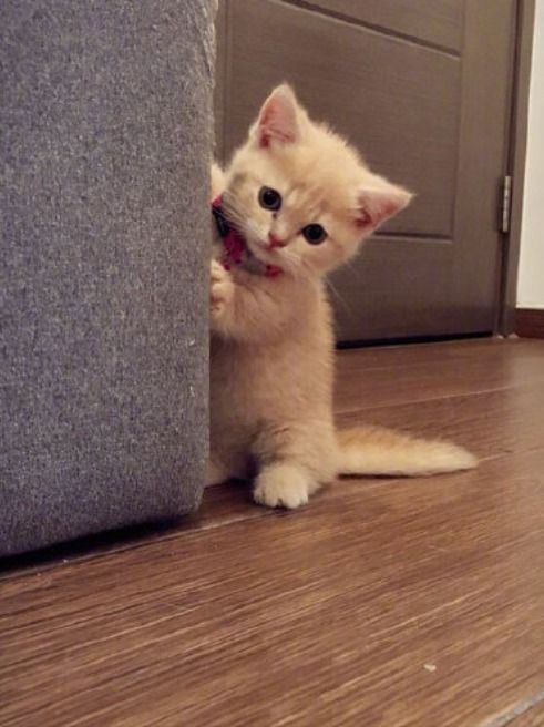 cutecatsworld2's tweet photo. May I come in https://t.co/SNVl6ROwSC