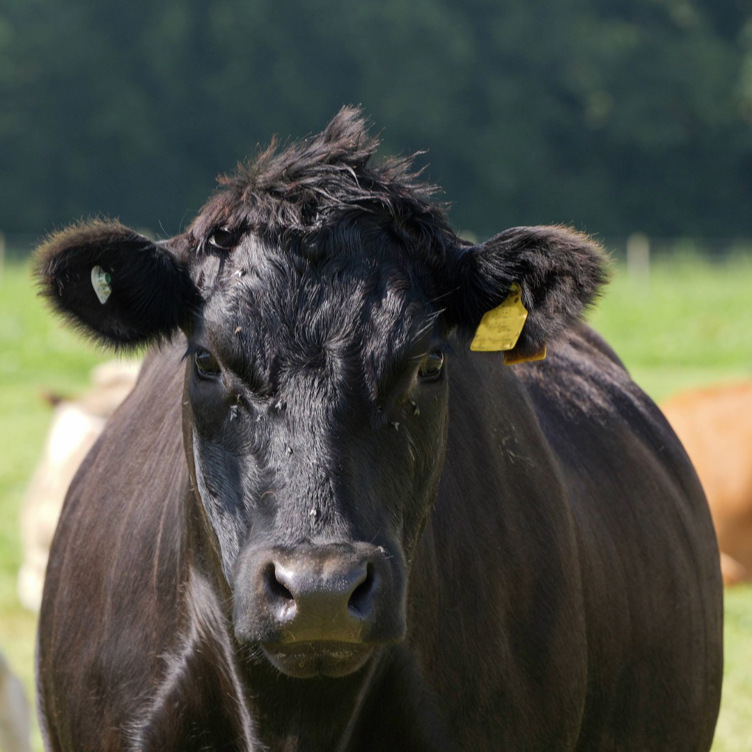 Dept of Agriculture, Food and the Marine tweet media