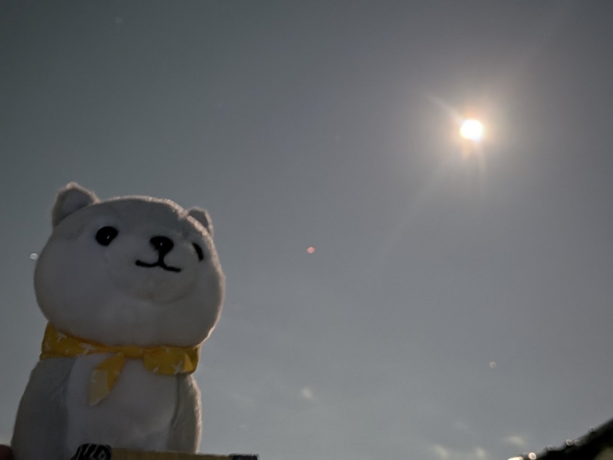 lapin145's tweet image. スーパームーンなう
#googlePixel10 
#豆しば三兄弟