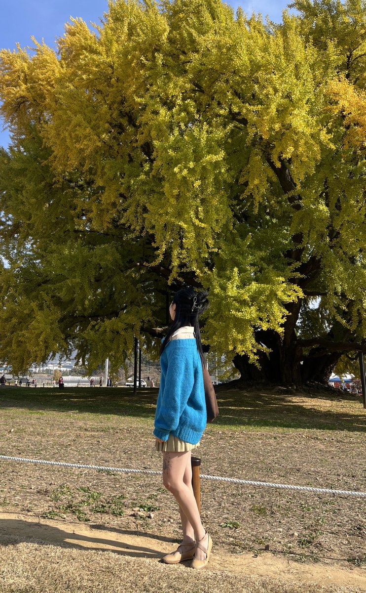 harusisun's tweet photo. 천년넘은 원주의 은행나무

아직 완전 샛노랗게 물들지는 않았는데(11/6기준) 다음주 정도면 완전히 노랗게 될 것 같다.
파란니트를 입고 가서 아주 만족스러웠음 ☺️ https://t.co/qCCuMEmNOa