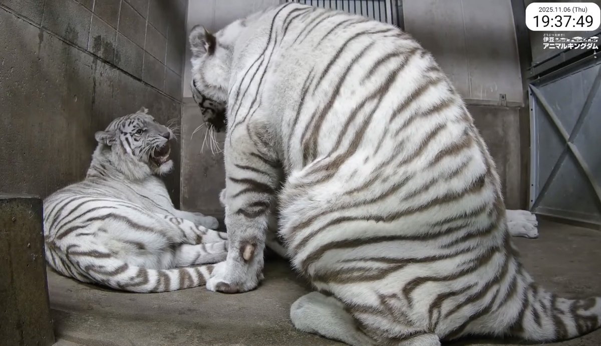 ミフォ (@6AF8ZOpkUA6829) / Posts / X