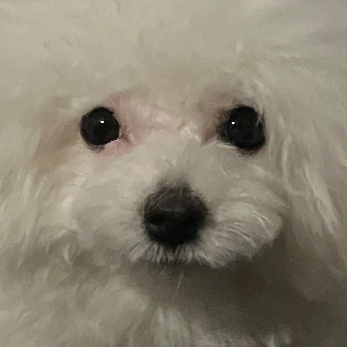 黄金比率