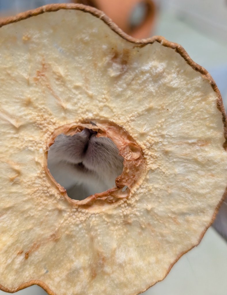 mlkchcusa's tweet image. Y

#うさぎ #うさぎのいる暮らし