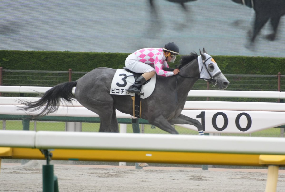 【出走情報📣】
明日はピコチマチ、週末はピコアーガイルが出走します🙌🏻✨

🐴ピコチマチ
11/7(金)1R 
Ｃ２－２５組  1,300mダート
#佐賀競馬場
#山下裕貴 騎手

🐴ピコアーガイル
11/8(土)10R
飯坂温泉特別  1,200m芝
#福島競馬場
#丹内祐次 騎手