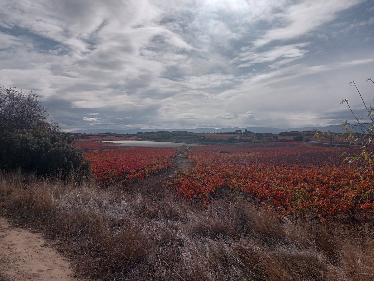 Increíbles colores de #Otoño en el viñedo de las Bodegas Luis Alegre 🍂📍