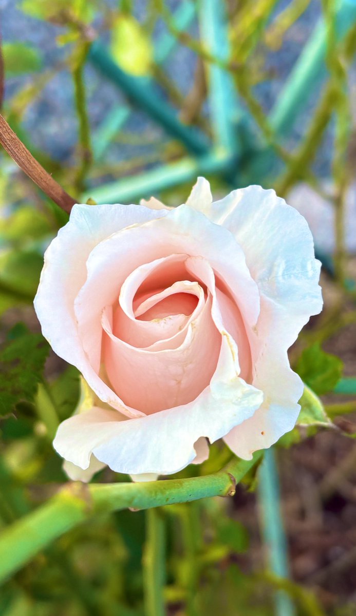 「Pink Rose」テンペラ画 Pink Rose」テンペラ画 Pink Rose」テンペラ画 Pink Rose」テンペラ画