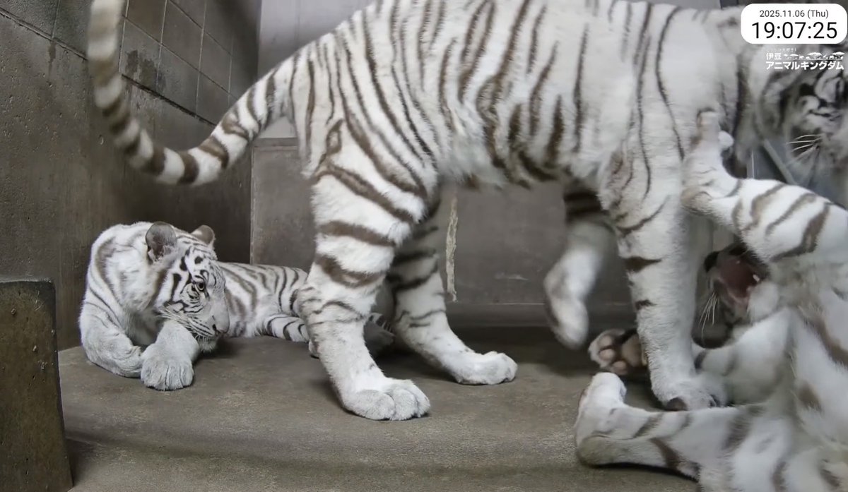 ☀プー☀ 2008 Kawasaki ZX1400C8F NINJA ZX-14 - 1352cc Options and Equipment