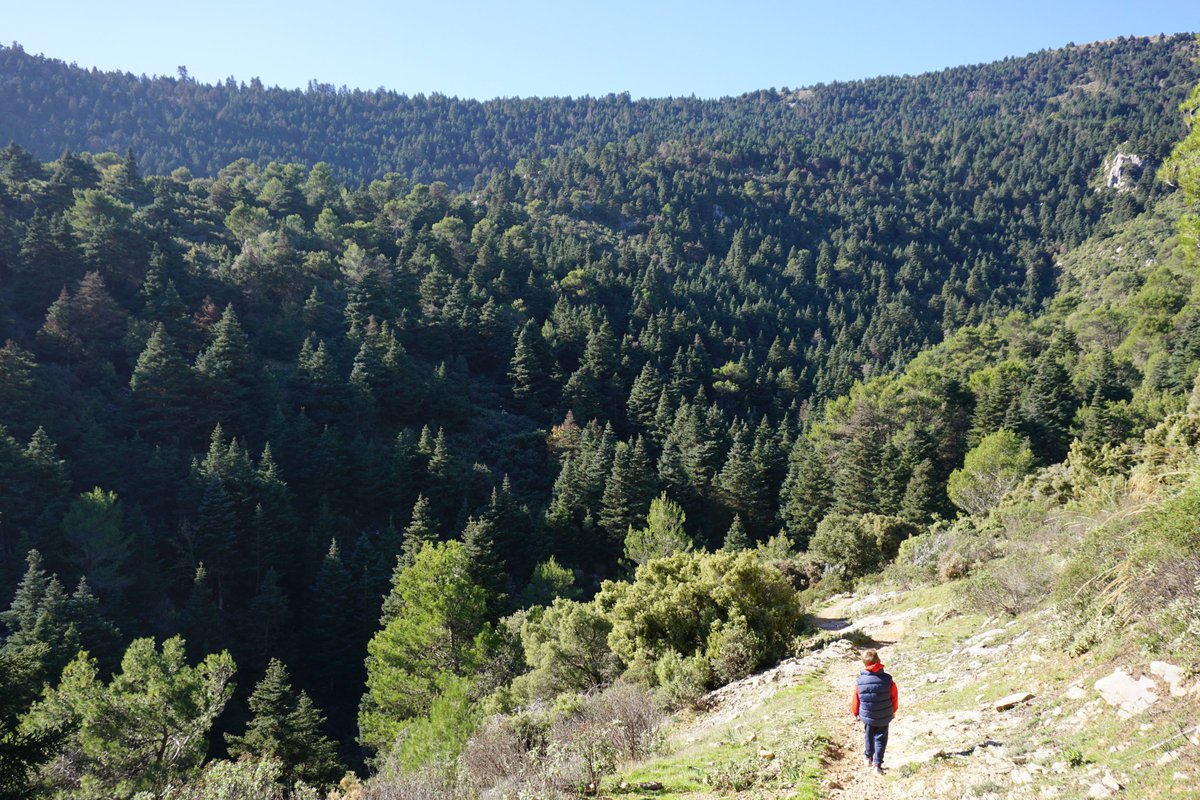 diputacionMLG's tweet photo. 🌲La @diputacionMLG y la @FundUnicaja impulsan una plantación de #pinsapos en el Parque Nacional Sierra de las Nieves.

🔗https://t.co/wV9jy9GQv3 https://t.co/6Lf7TPymCb