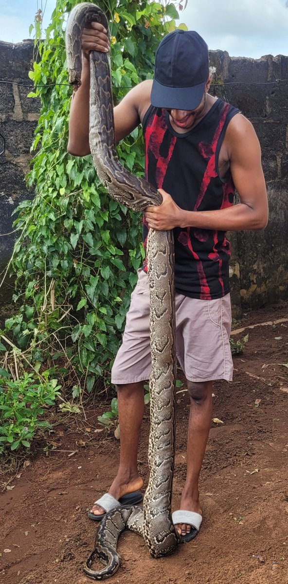 DanielRegha's tweet image. Caught by neigbours....