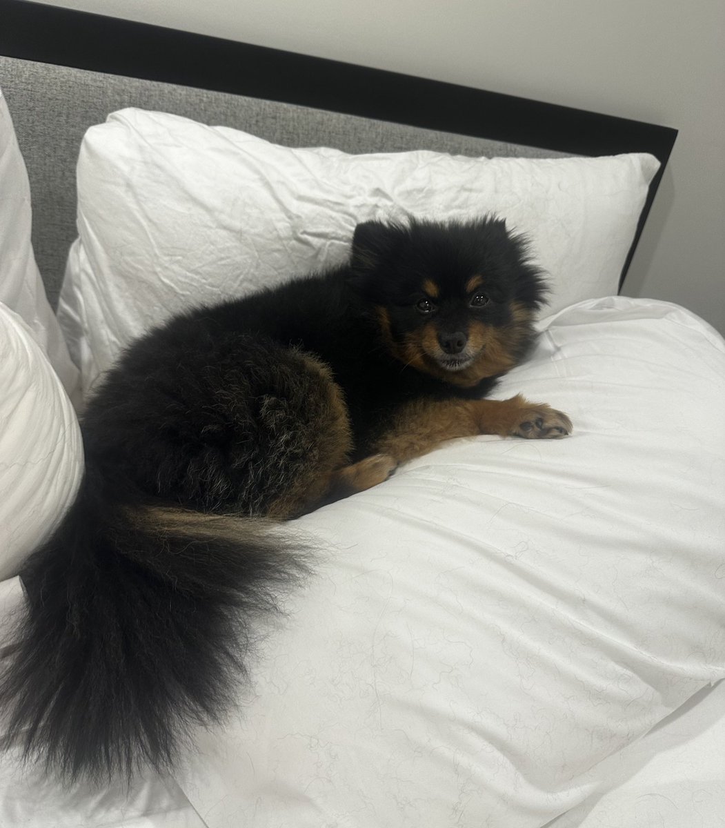 Breanna Morello tweet media