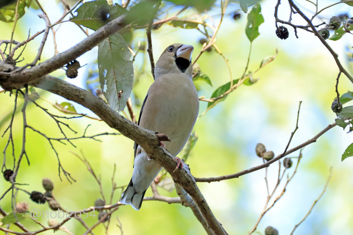バードカービング ノジコ バードカービング ノジコ バードカービング