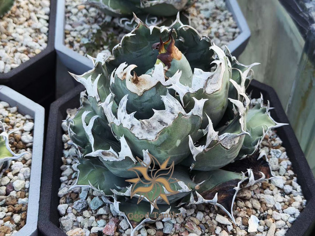 グッド多肉（goodtaniku） (@xiejunxian6990) / Posts / X