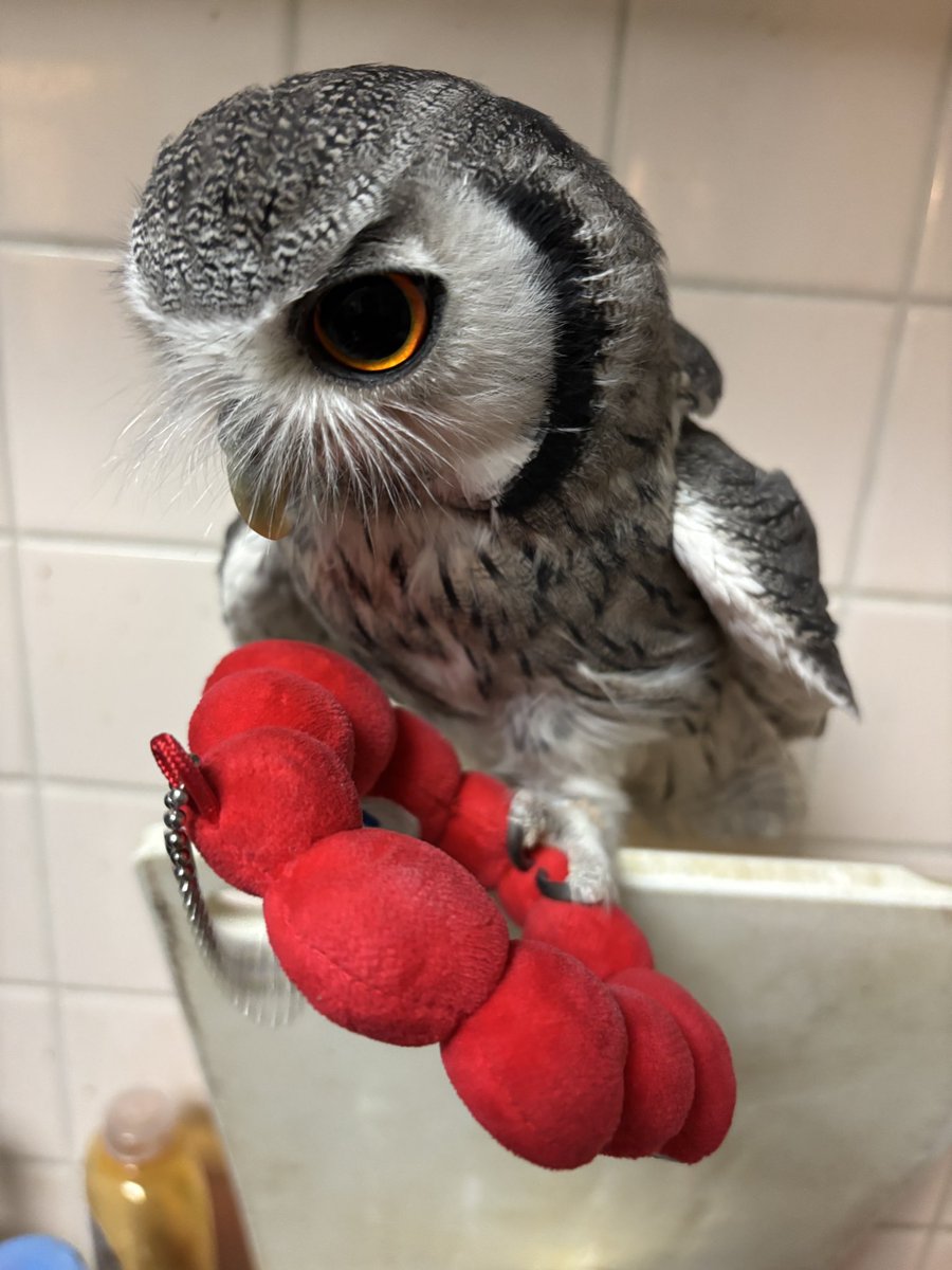 こねぎともえぎ (@konegi_owl) / Posts / X