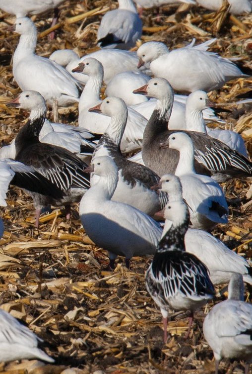 prairieguy2016's tweet image. The wetlands &amp;amp; grain fields of North Dakota are filling up with 100’s of 1,000’s of migrating waterfowl. Like these Snow geese. It is quite the spectacle… #migration #geese #northdakota #prairie