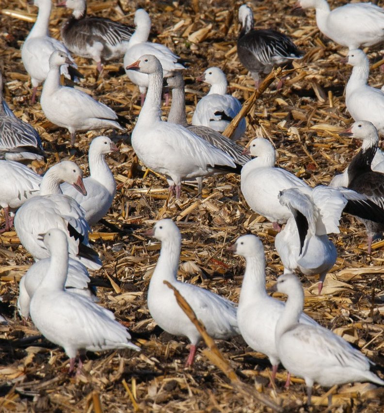 prairieguy2016's tweet image. The wetlands &amp;amp; grain fields of North Dakota are filling up with 100’s of 1,000’s of migrating waterfowl. Like these Snow geese. It is quite the spectacle… #migration #geese #northdakota #prairie