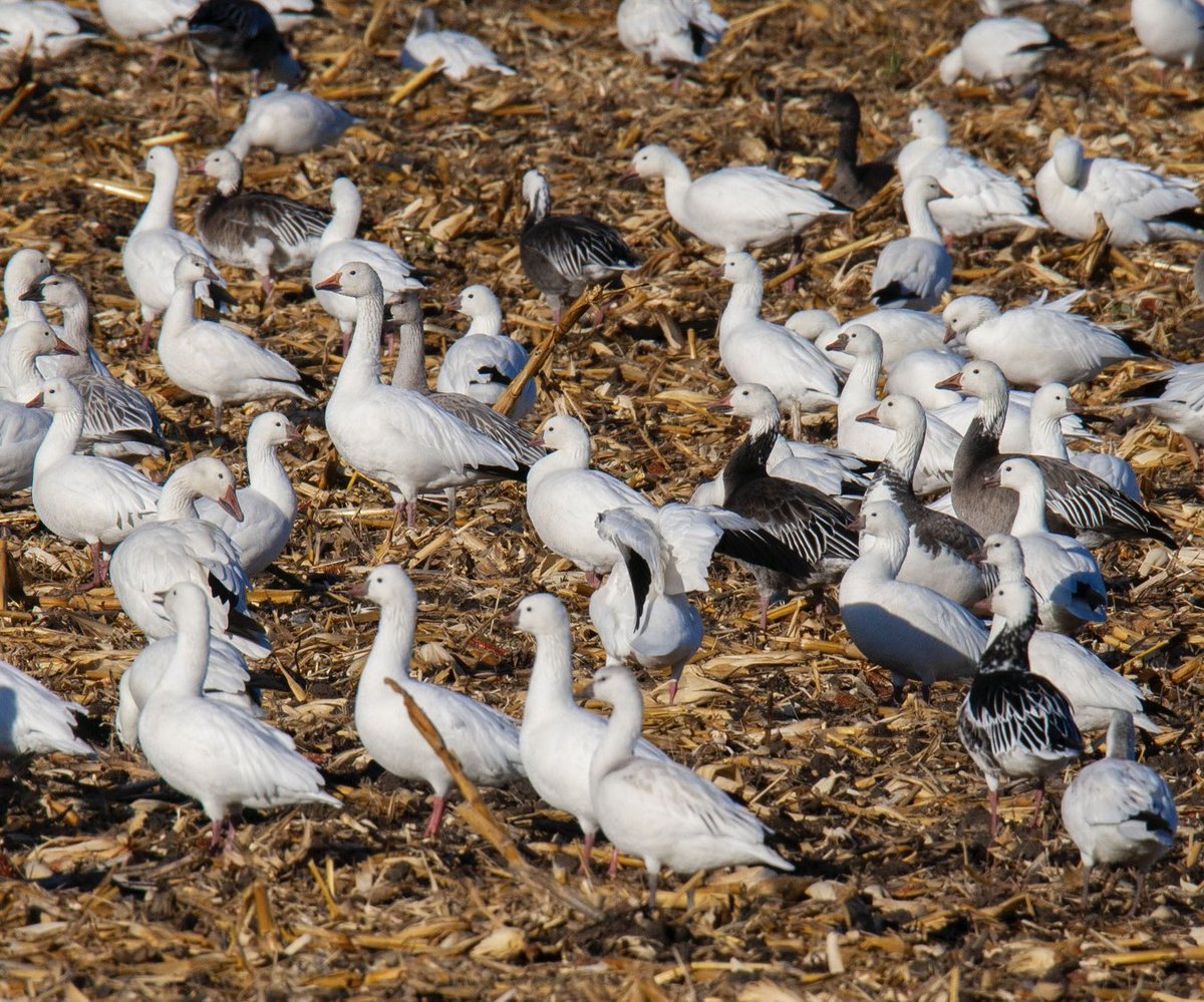 prairieguy2016's tweet image. The wetlands &amp;amp; grain fields of North Dakota are filling up with 100’s of 1,000’s of migrating waterfowl. Like these Snow geese. It is quite the spectacle… #migration #geese #northdakota #prairie