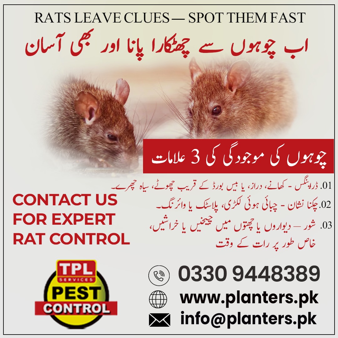 TPLPestControl's tweet image. چوہوں سے نجات اب بہت آسان
چوہے آپ کے گھر یا دفتر میں موجود ہیں؟ ان کے چھوڑے ہوئے نشانات پہچانیں اور فوراً ایکشن لیں

 Call: 03309448389
🌐 website: planters.pk
#چوہوں_سے_نجات #ریٹ_کنٹرول #PestControl #RatControl #TPLPestControl #PlantersPK #چوہے_کا_خاتمہ #SafeHome