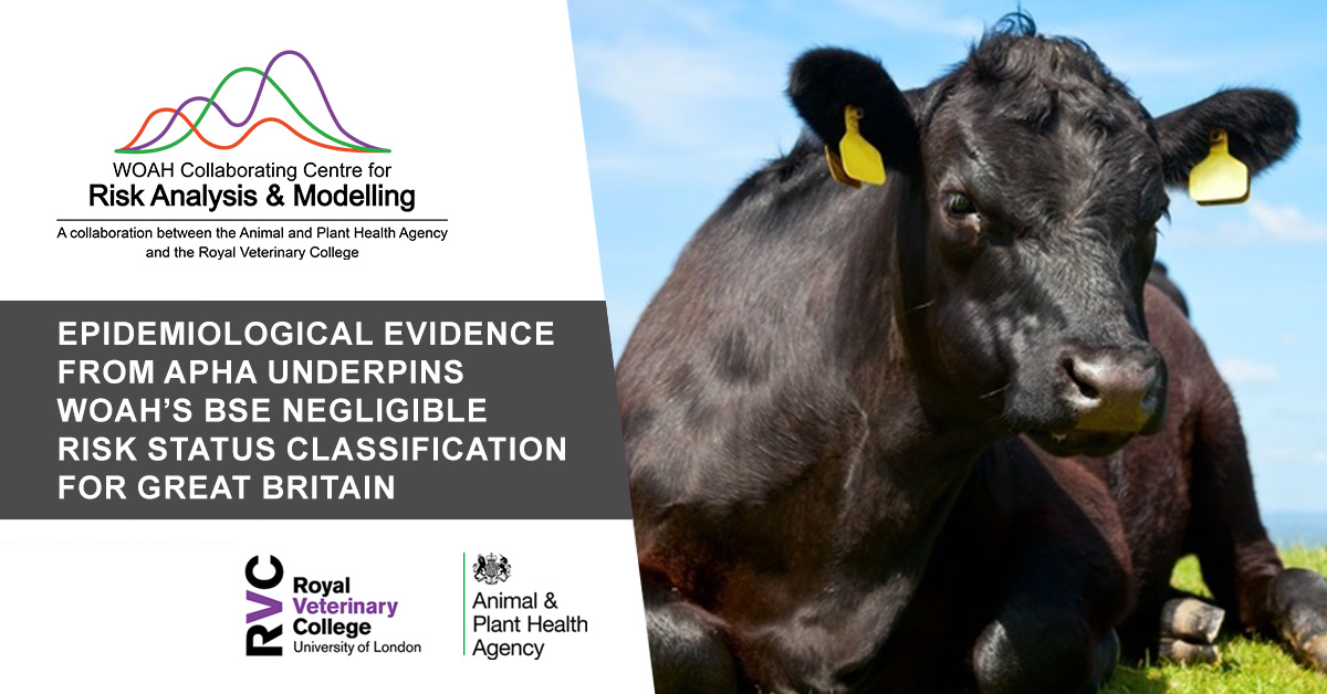 RoyalVetCollege's tweet image. 🐄 In a landmark achievement for British agriculture, the @WOAH has officially recognised England &amp;amp; Wales and Scotland as regions of negligible risk for Bovine Spongiform Encephalopathy (BSE), commonly known as “mad cow disease”.  @APHAgovuk

➡️ rvc.uk.com/GB-BSE-negligi…