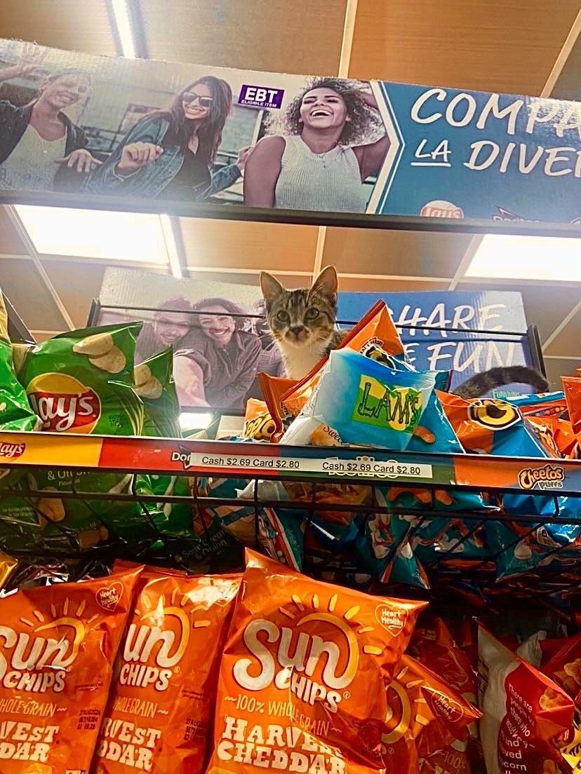 Bodegacats_'s tweet image. 