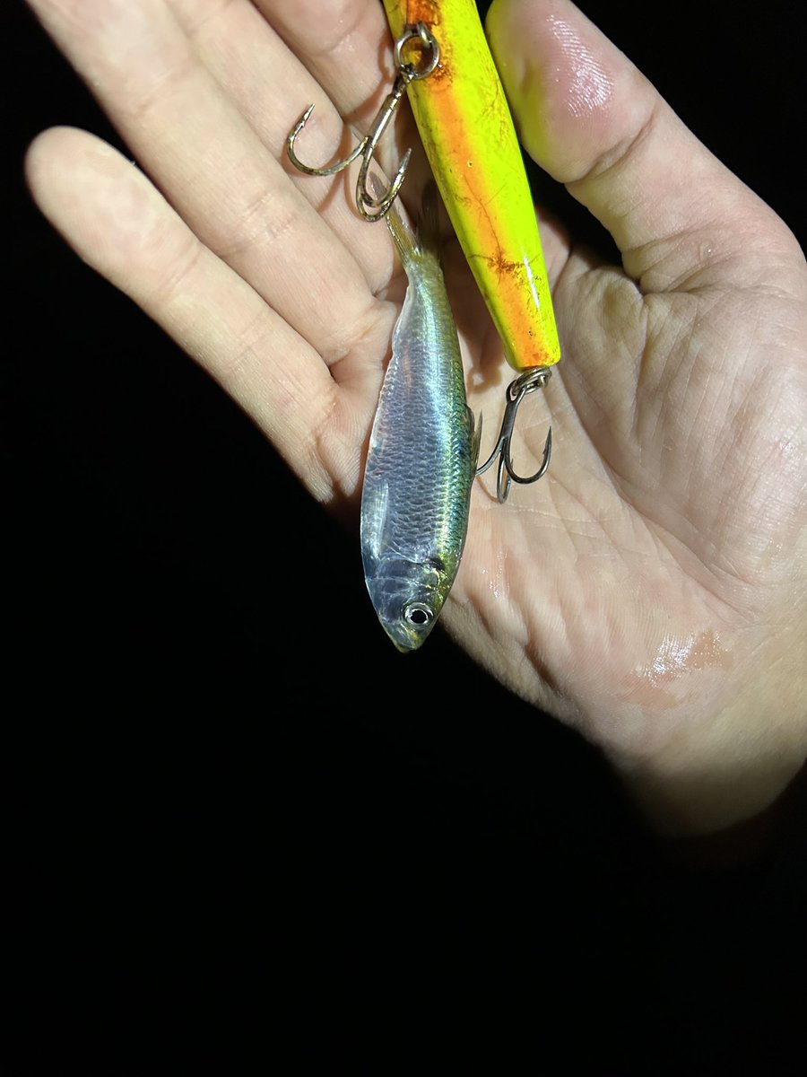 ライムトンセナ on X