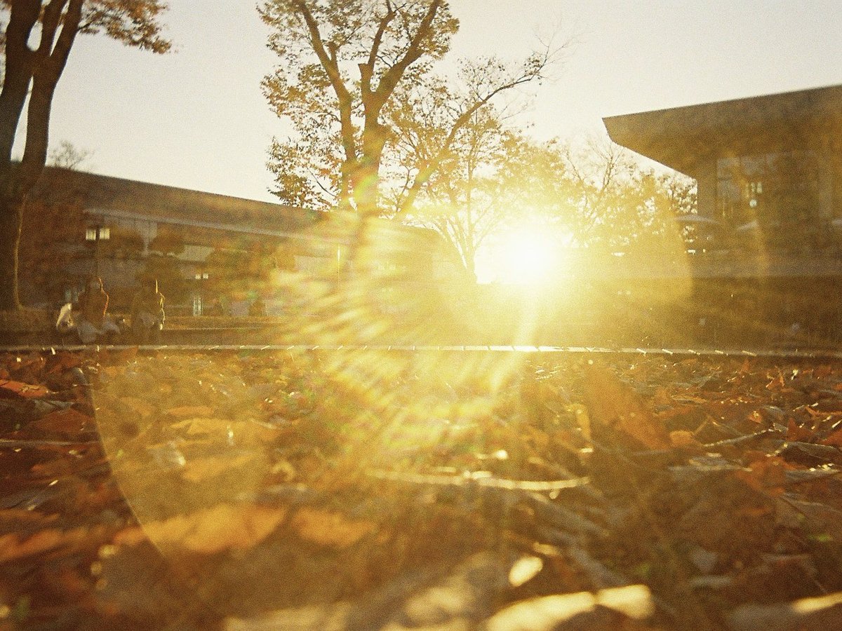 yumiiiiendo_726's tweet photo. ┈┈┈┈┈┈┈┈┈┈┈┈┈┈┈┈
 キリトリセカイ ～いつかの11月～
┈┈┈┈┈┈┈┈┈┈┈┈┈┈┈┈

そろそろ、
カメラを持ってお散歩したい気持ち。

どこか遠くに行きたい。

🐈‍⬛ #ゆったんふぉと部 #halffilm #Kodak 🐾 https://t.co/HuzOVjJJ2n