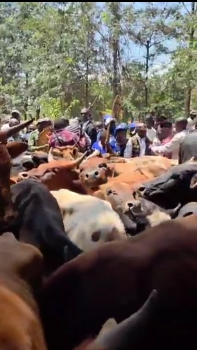 Mimi naomba ii kazi ya kulisha izi ng'ombe zote mmepeleka kwa Raila. Any connections?