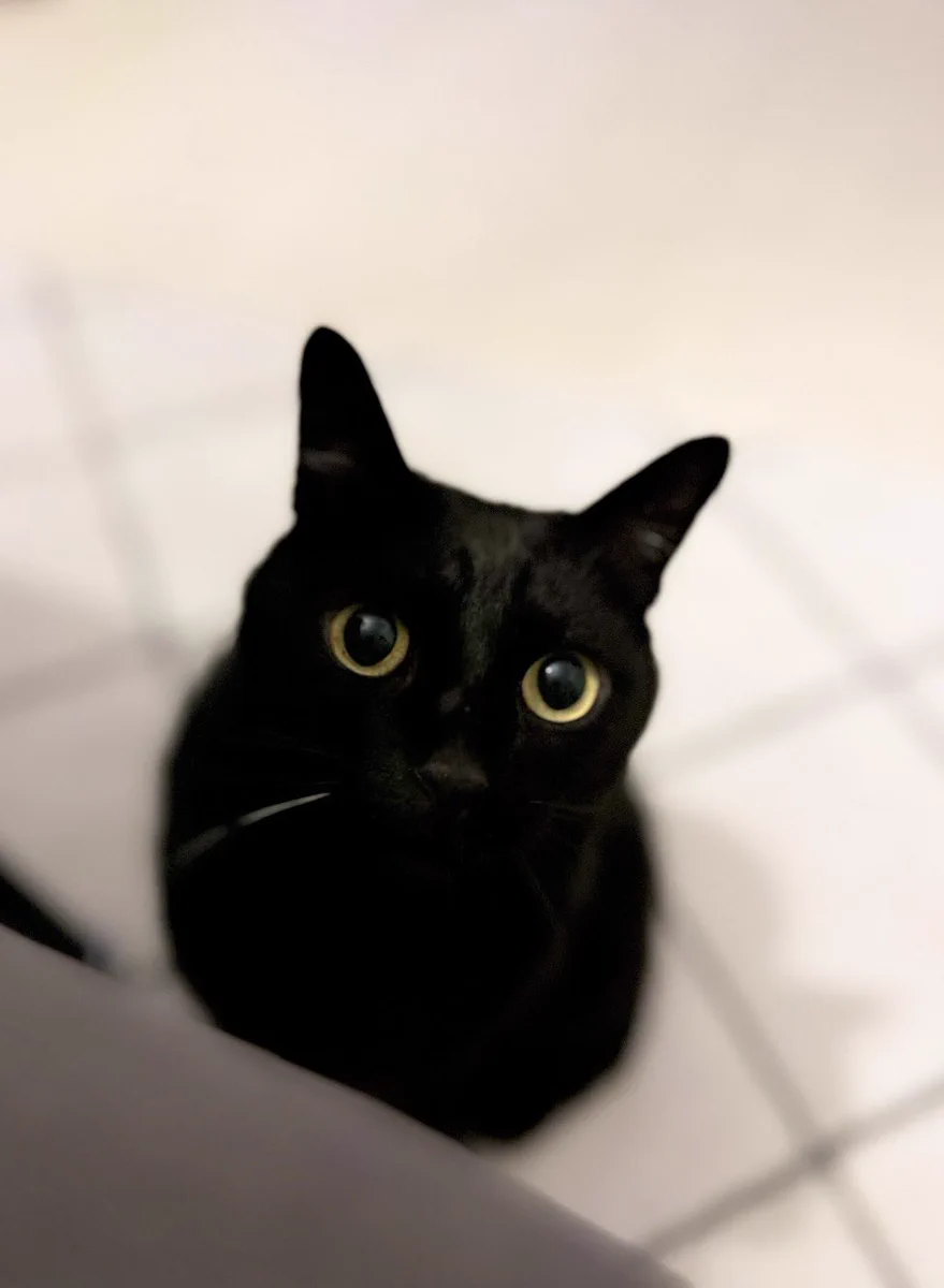 黒猫のこねろく (@nkknrk) / X