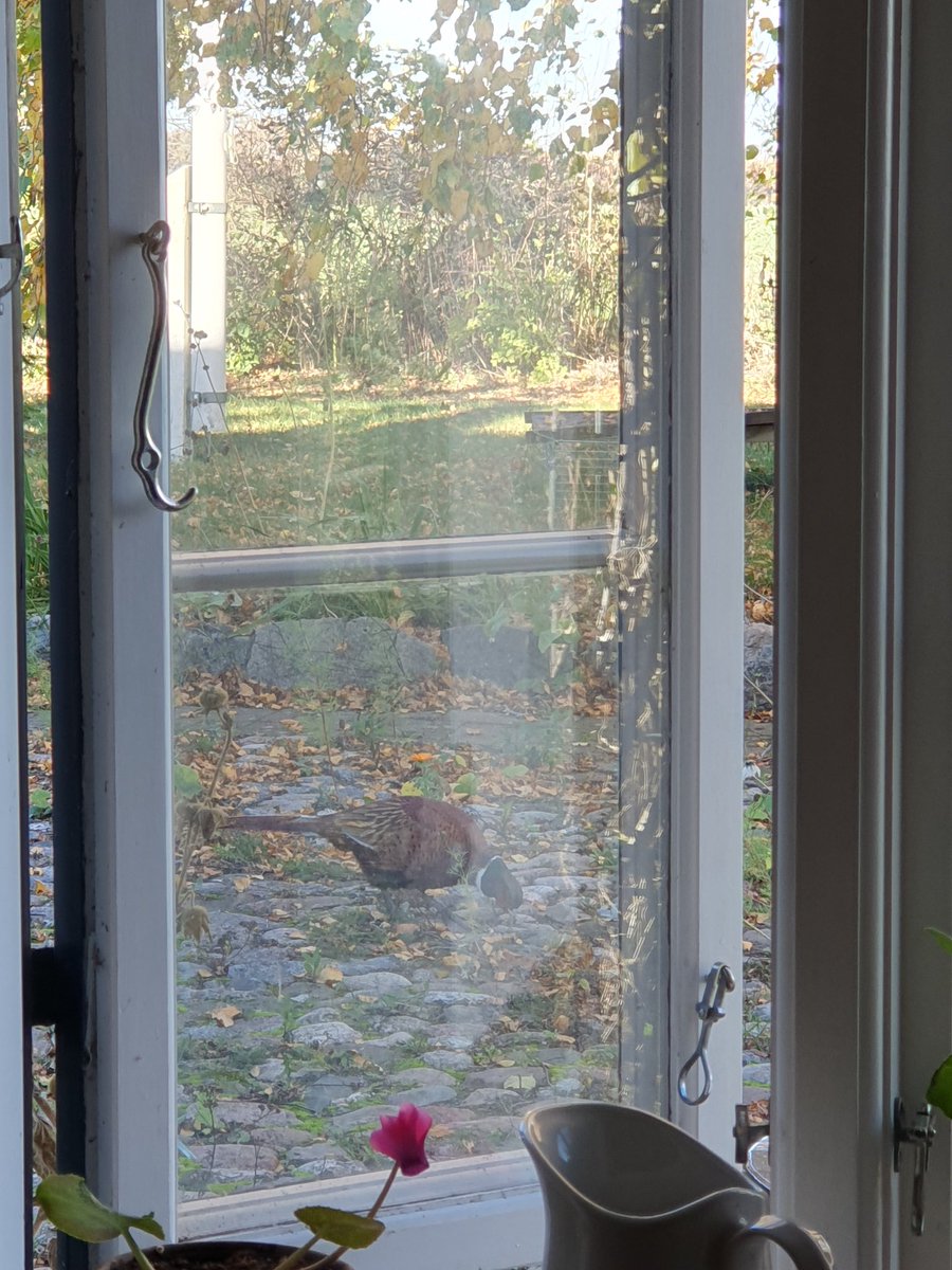 MoAnja2's tweet image. Meist wird die Fasanenfamilie gleich wieder von meinen Katzen weggejagt, aber heute pickt Mister Fasan seelenruhig vor sich hin- solange die Katze schläft.