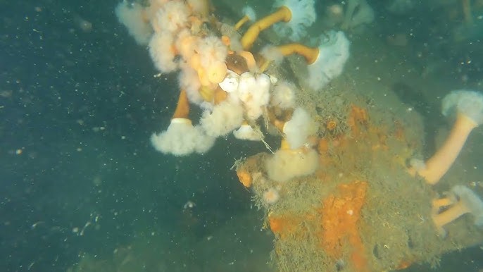 TRUFAULT's tweet image. El lugar, es ahora un Área Marina Histórica Protegida, que alberga una mezcla de cascos completos, restos fragmentados y artefactos dispersos, que narran lo que fue, uno de los mayores actos de autodestrucción de la Historia de la #Guerra.
🇩🇪🇬🇧⚓️
#ScapaFlow #WW1 #WWI