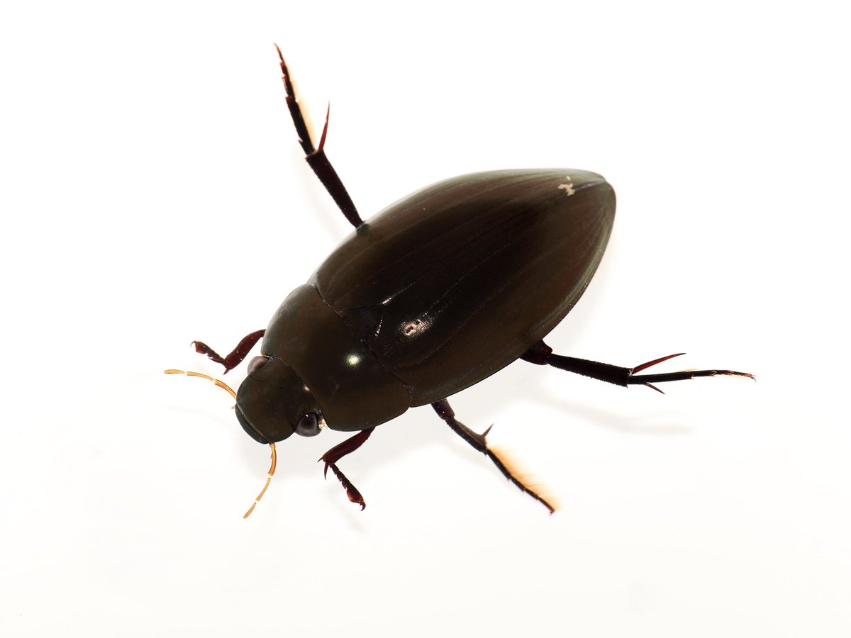 最近白背景で撮影した子達
ナミゲンゴロウ（上：オス、下：メス）とガムシ