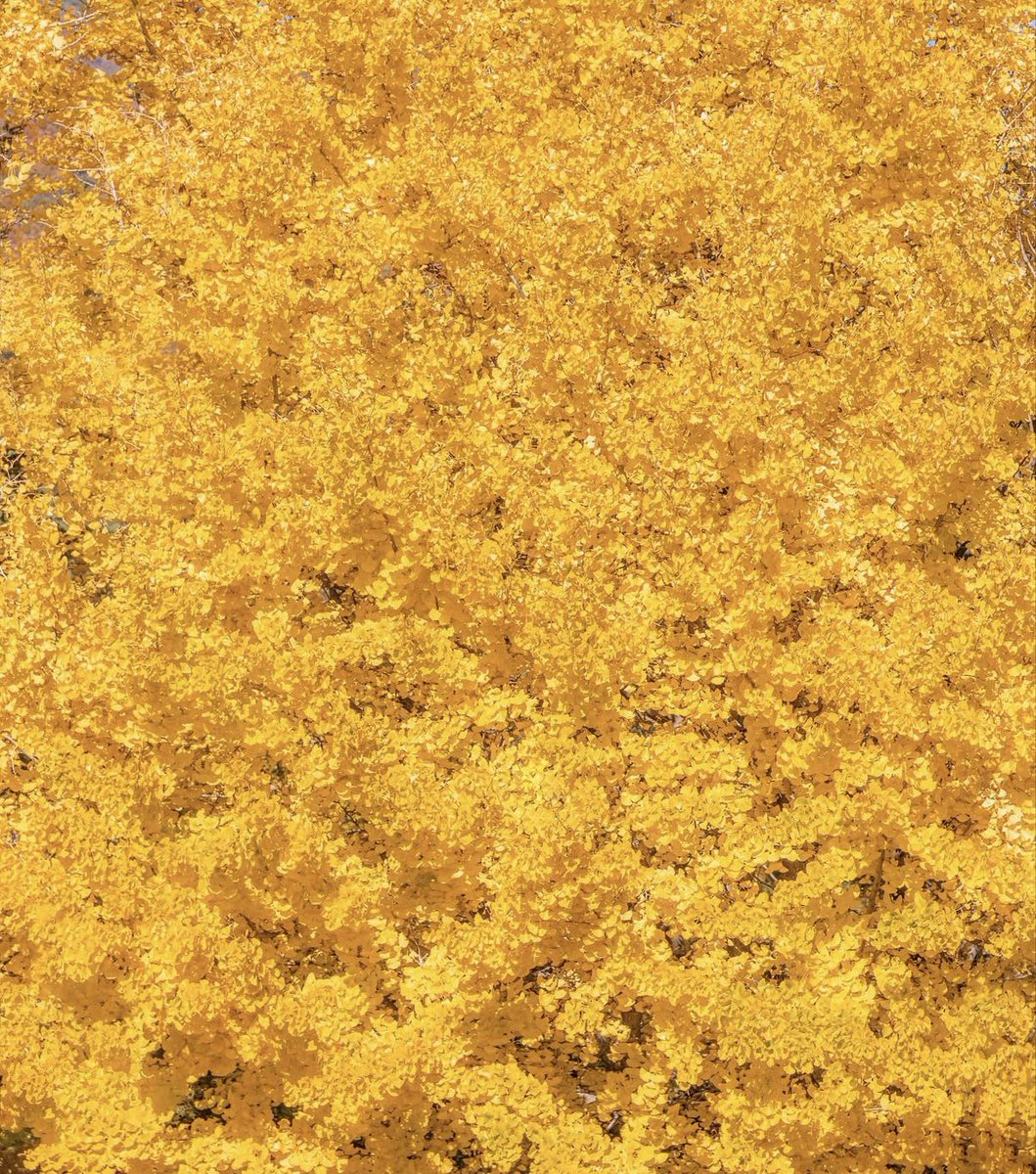 ใครอยู่เกาหลีช่วงนี้พุ่งตัวไปด่วนๆ คาเฟ่วิวใบไม้เปลี่ยนสี เหลืองสด สวยมากกก🍂 
คาเฟ่ขนาดใหญ่มี3ชั้น หน้าต่างบานใหญ่เห็นวิวใบไม้เปลี่ยนสีแบบเต็มๆ สวยมาก ห้ามพลาด🍁 

📍몽브루
서울 강북구 4.19로 105 
naver.me/FkLUxVHh

#รีวิวเกาหลี