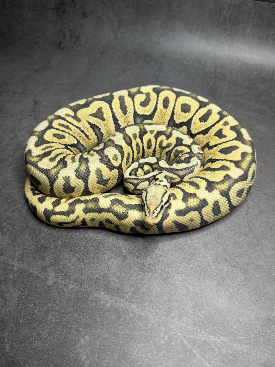 MKK36551722's tweet image. アダルトでも綺麗😍

パステルとゴーストの相性ば抜群ですね

0.1 Pastel SN Ghost het Clown

#vbp
#ボールパイソン